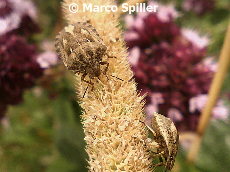 Scutelleridae: Eurygaster testudinaria del Veneto (VI)